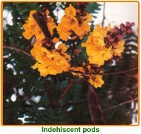 Peltophorum Pterocarpum Seeds