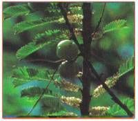 Phyllanthus Emblica Plant