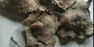 Red Sandalwood Seeds