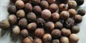 White Sandalwood Seeds