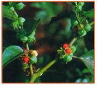 Withania Somnifera Plant