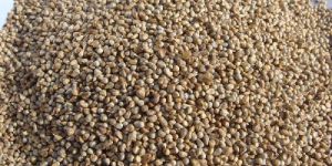 Pearl Millet Seeds