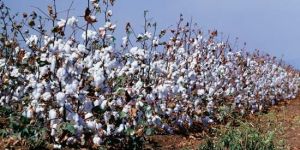 Raw Cotton