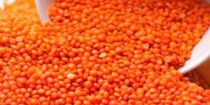 Red Lentil