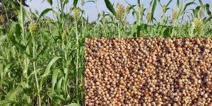 Sorghum Seeds