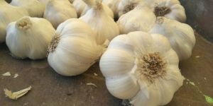 Fresh Garlic New