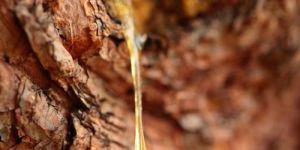 Natural Boswellia Serrata Gum