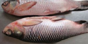 Rohu Fish