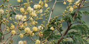 White Bark Acacia Seeds