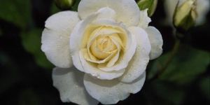 White Rose Flower Seed