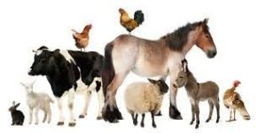 Veterinary Medicines