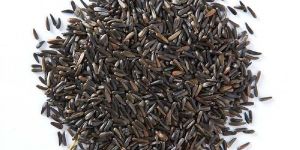 Niger Seeds