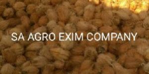 Semi Husked Coconuts