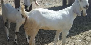 Sojat Female Goat