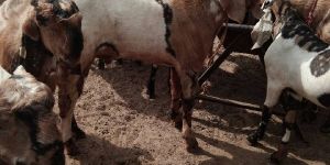 Totapuri Big Male Goat