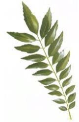 Curry Powder ( Garam Masala )