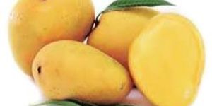 Banganpalli Mango