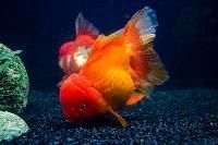 Ornamental Fish