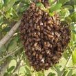 Beehive Control Services