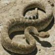 Snake Control Services