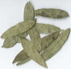 Senna Leaves