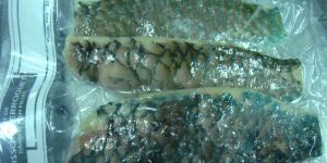 Parrot Fish Fillets