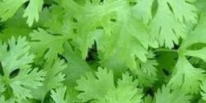 Dehydrated Coriander Leaves