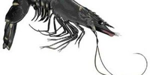 Black Tiger Prawns
