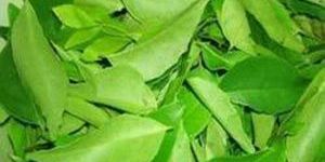Curry Leaf Oil