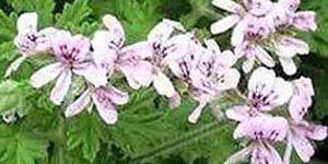 Geranium Oil