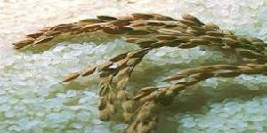 IR64 Non Basmati Rice