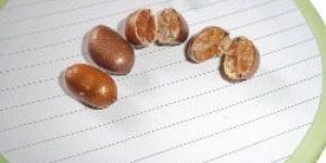 Maggarie Seeds
