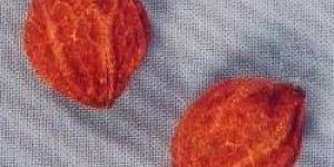 Veniline Finobab Seeds