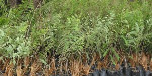 AMLA PLANTS  NA-7 PLANTS