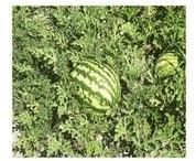 Citrullus Colocynthis