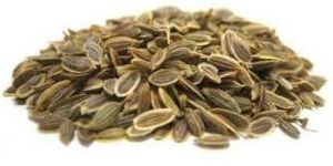 Dill Seeds
