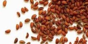 Halim Seeds