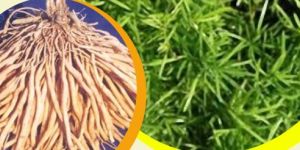 Asparagus Racemosus Roots