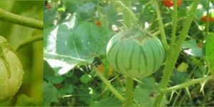 Solanum Xanthocarpum