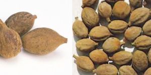 Terminalia Bellerica