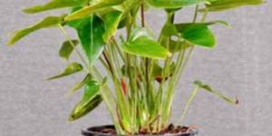 Anthurium Plant