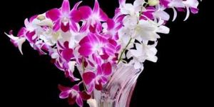 Dendrobium Orchid Flowers