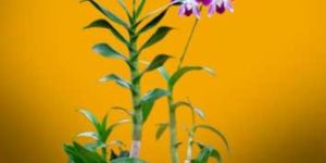Dendrobium Orchid Plant