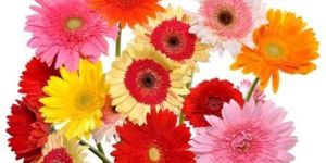 Gerbera Flowers