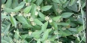 Leptadenia Reticulata