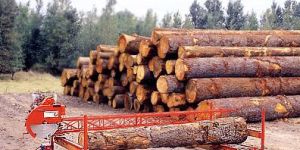 Sawmill Logs