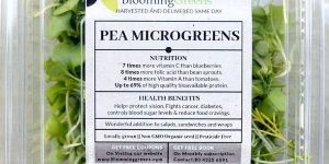 Pea Shoots Microgreens