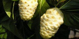 Noni Juice