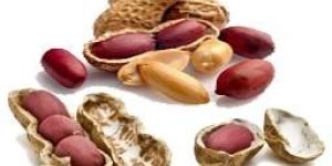 Groundnut