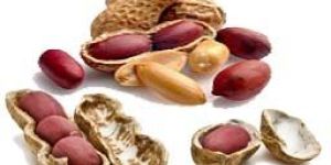 Groundnut Kernels
